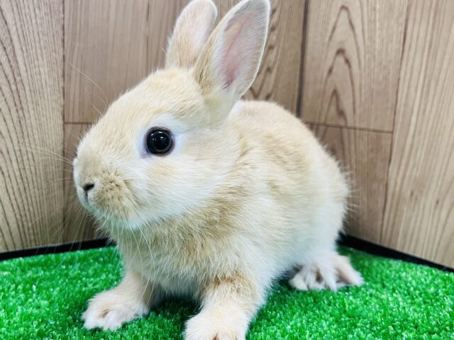 ネザーランドドワーフ