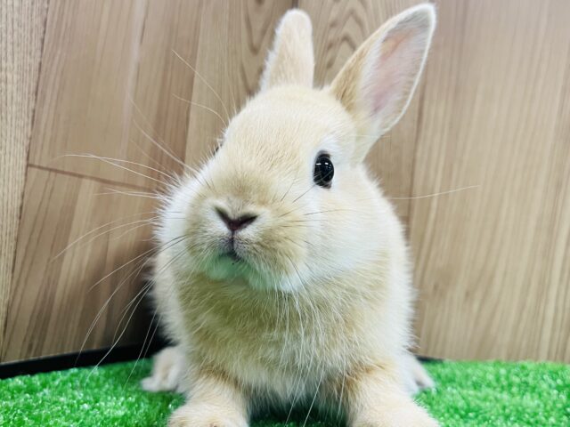 ネザーランドドワーフ