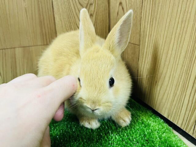 ネザーランドドワーフ