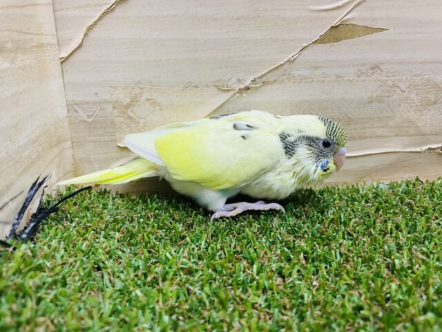 セキセイインコ