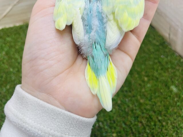 セキセイインコ