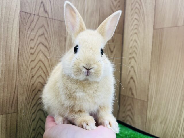 ネザーランドドワーフ