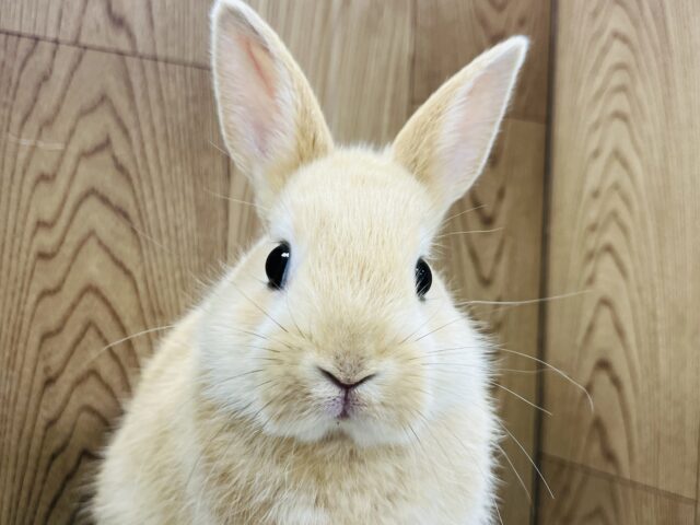 ネザーランドドワーフ