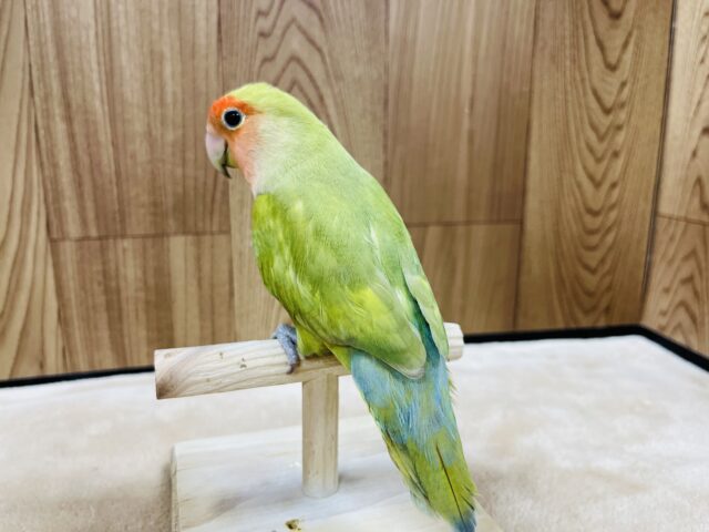コザクラインコ（小桜インコ）