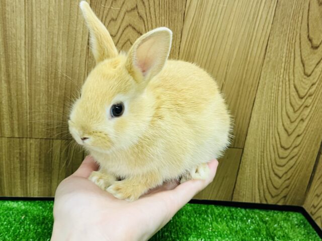 ネザーランドドワーフ