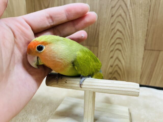 コザクラインコ（小桜インコ）