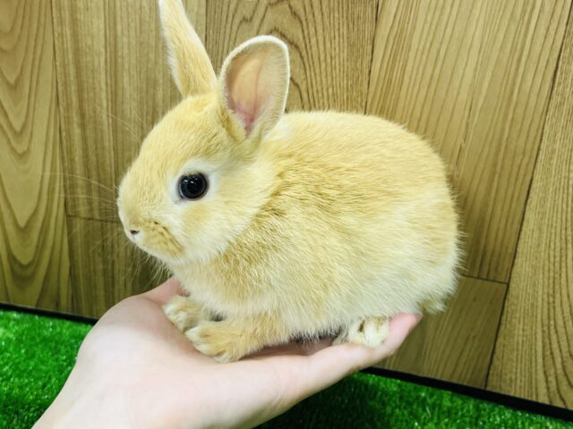 ネザーランドドワーフ