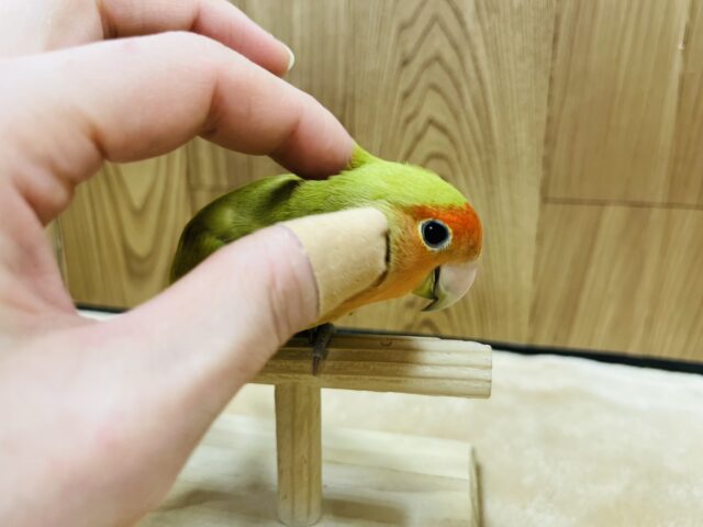 コザクラインコ（小桜インコ）