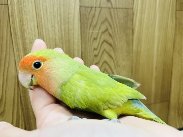 コザクラインコ（小桜インコ）