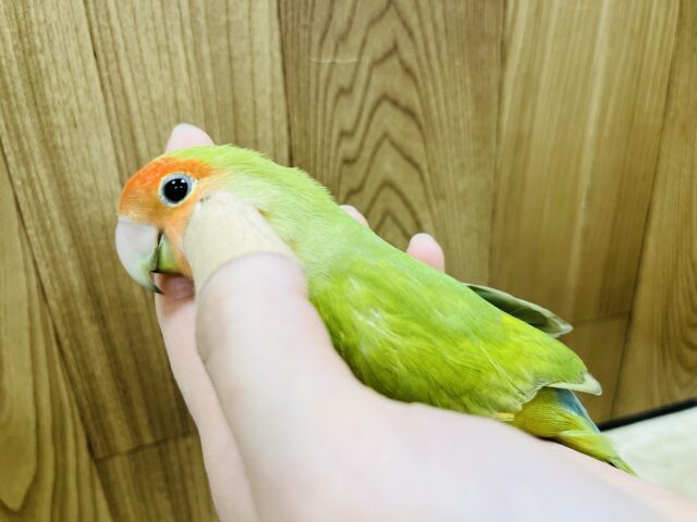 コザクラインコ（小桜インコ）