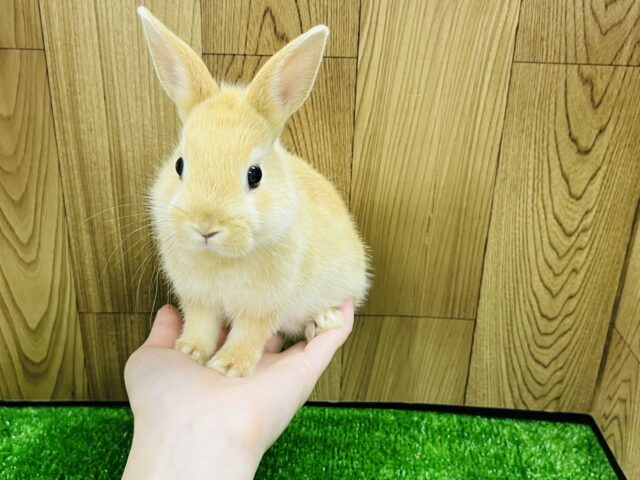 ネザーランドドワーフ