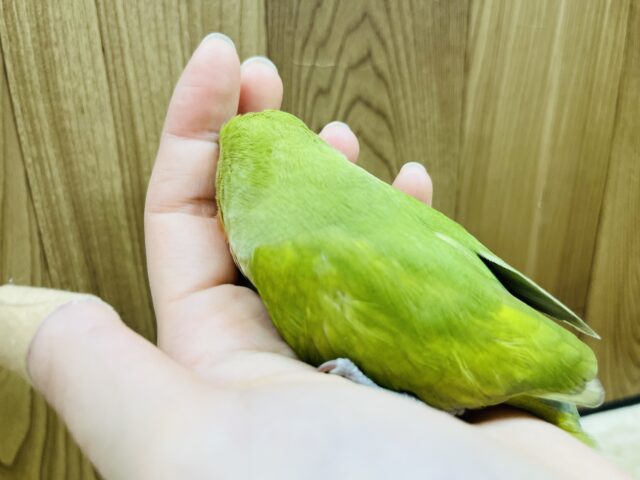 コザクラインコ（小桜インコ）