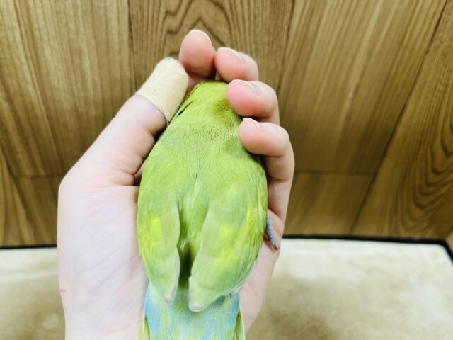コザクラインコ（小桜インコ）