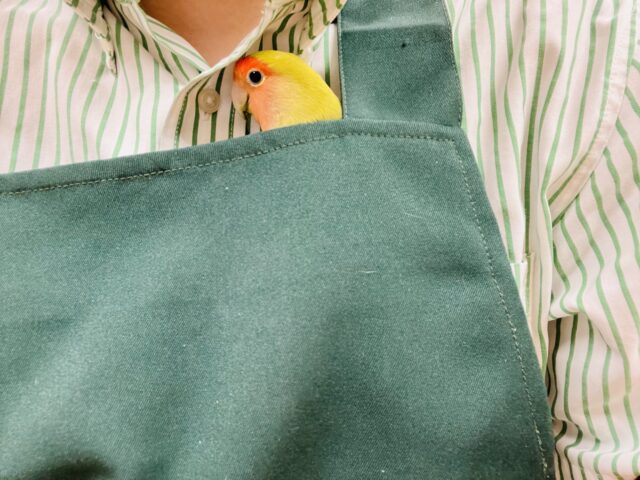 コザクラインコ（小桜インコ）