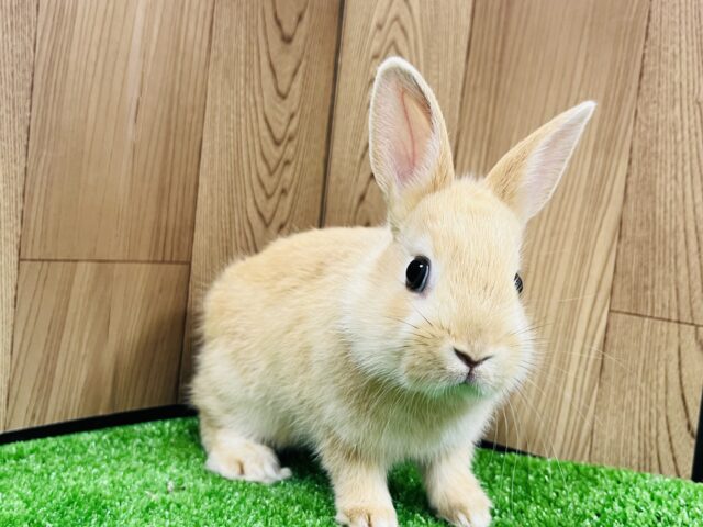 ネザーランドドワーフ