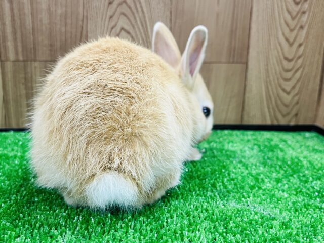 ネザーランドドワーフ