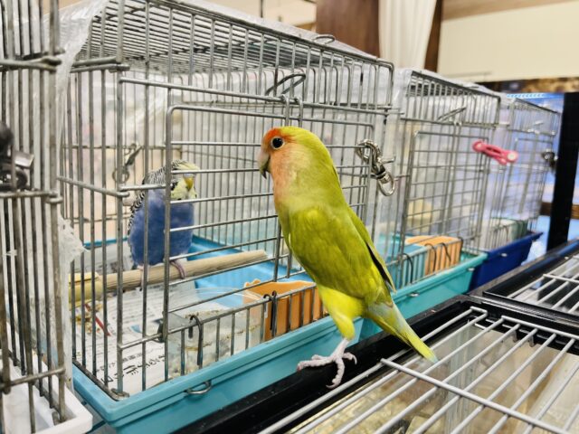 コザクラインコ（小桜インコ）