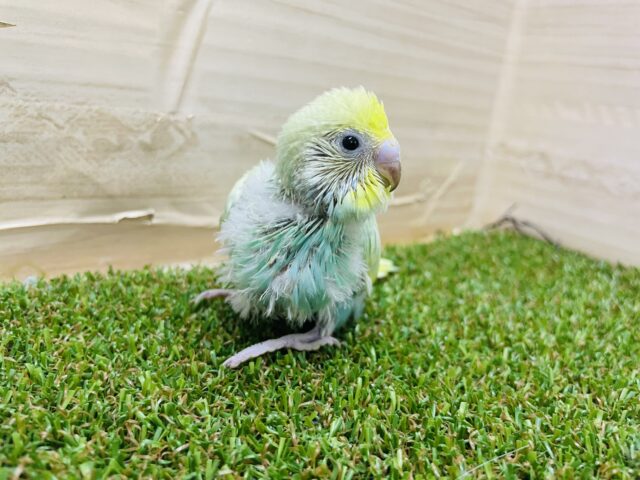 セキセイインコ