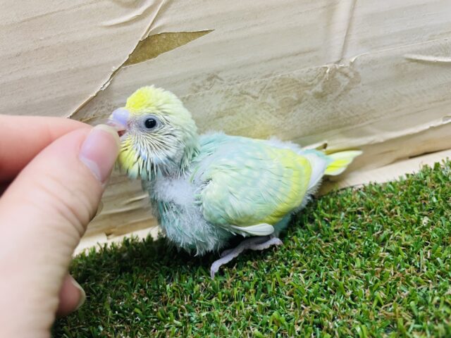 セキセイインコ