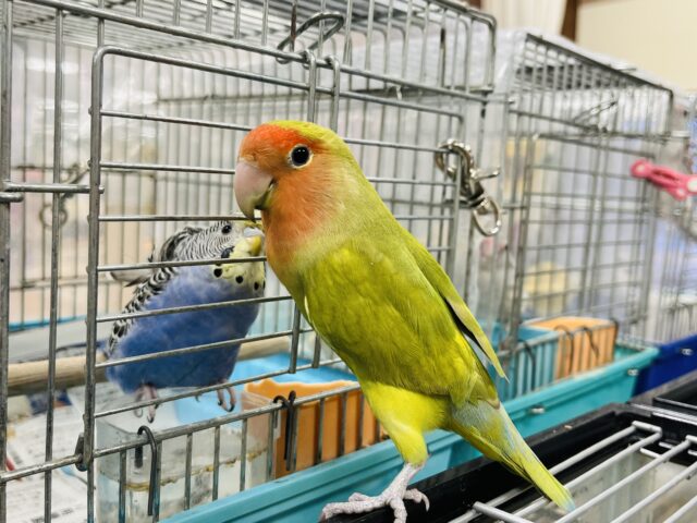 コザクラインコ（小桜インコ）