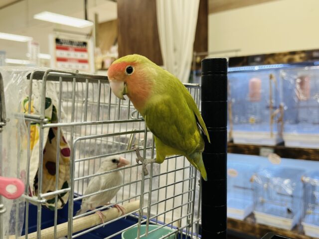 コザクラインコ（小桜インコ）