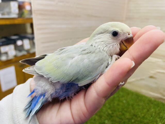 コザクラインコ（小桜インコ）