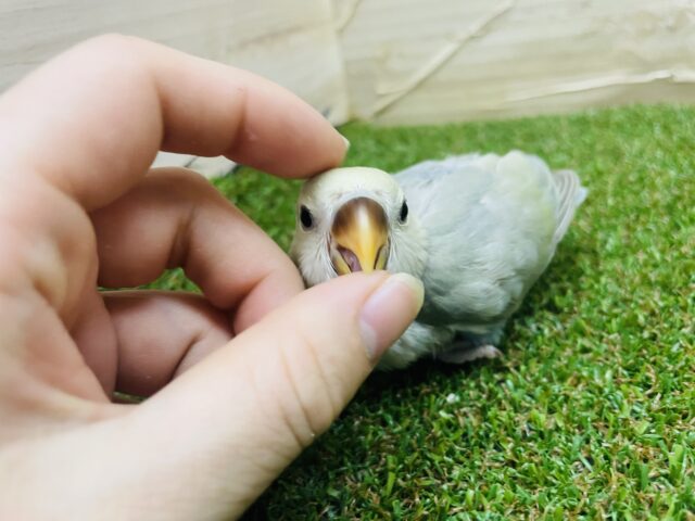 コザクラインコ（小桜インコ）