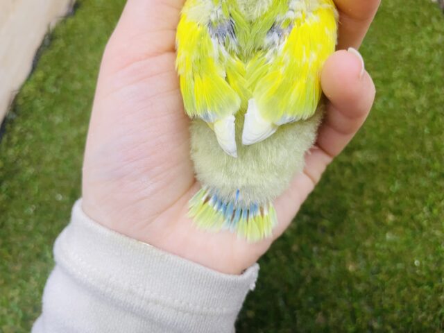 コザクラインコ（小桜インコ）