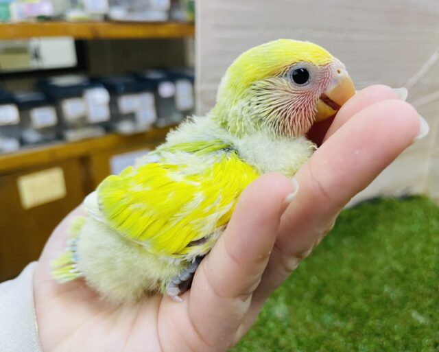 コザクラインコ（小桜インコ）