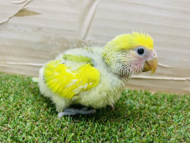 コザクラインコ（小桜インコ）