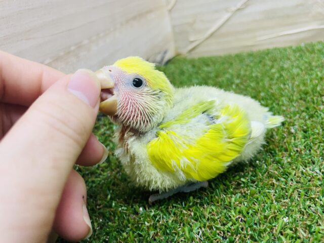 コザクラインコ（小桜インコ）