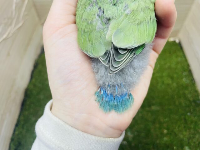 コザクラインコ（小桜インコ）