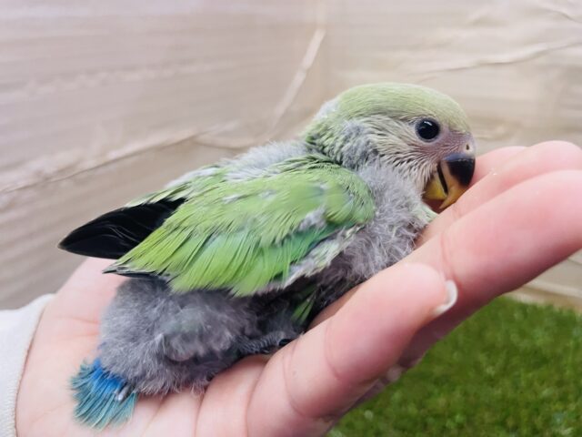 コザクラインコ（小桜インコ）