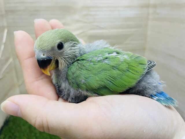 コザクラインコ（小桜インコ）