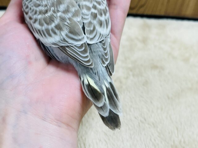 ジャンボセキセイインコ