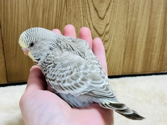 ジャンボセキセイインコ