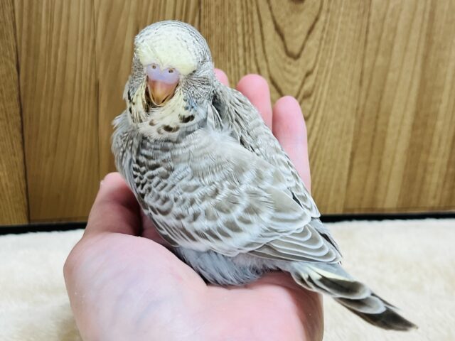 ジャンボセキセイインコ