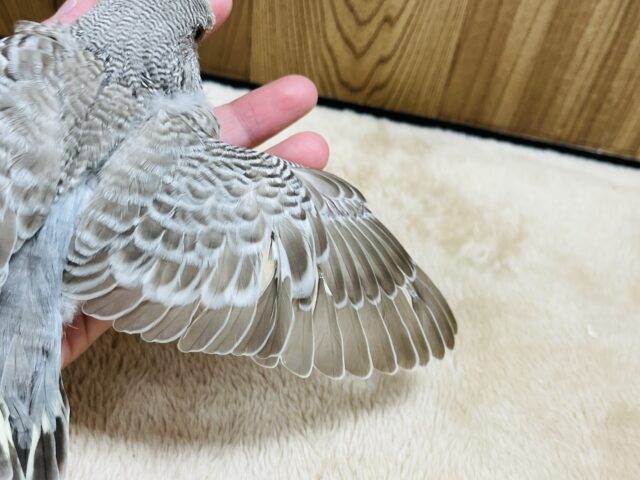 ジャンボセキセイインコ