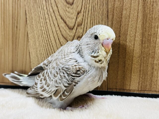 ジャンボセキセイインコ