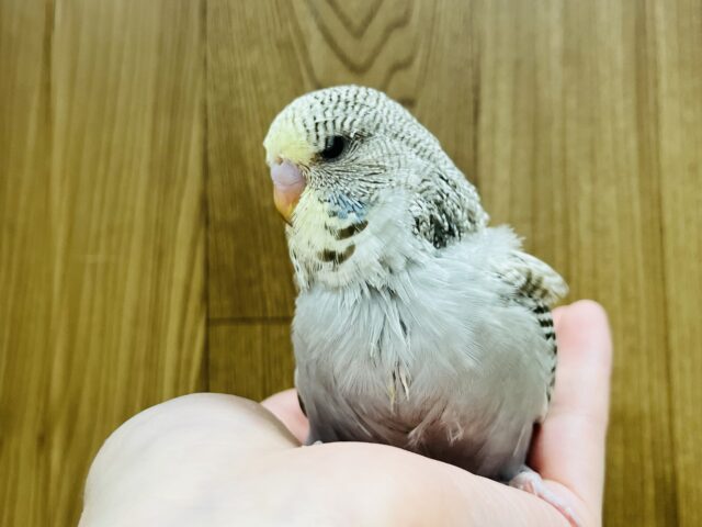 ジャンボセキセイインコ