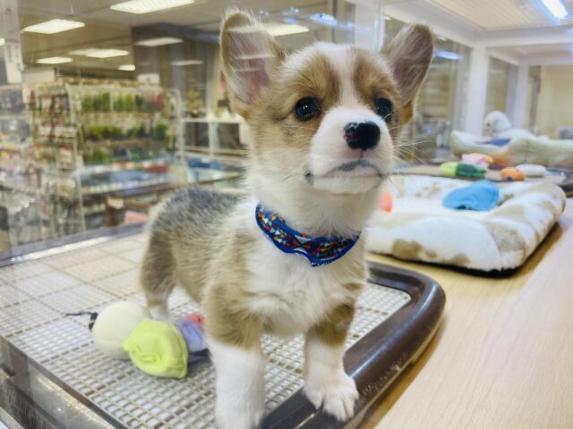 ウェルシュコーギー・ペンブローグ