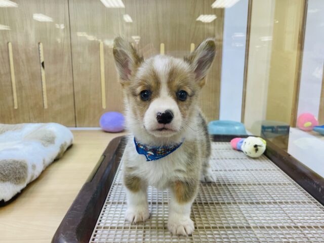 ウェルシュコーギー・ペンブローグ