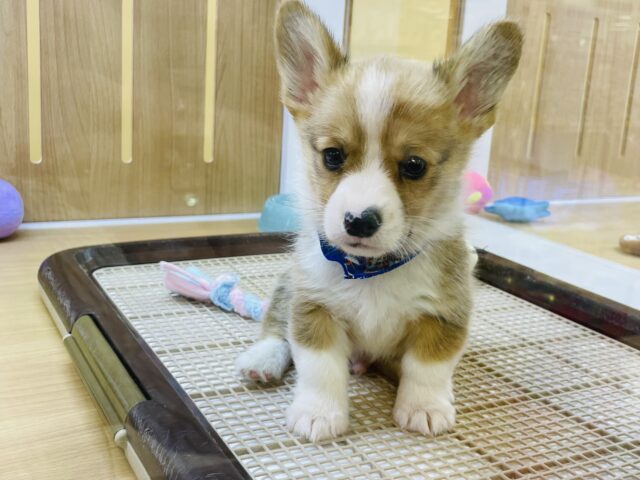 ウェルシュコーギー・ペンブローグ