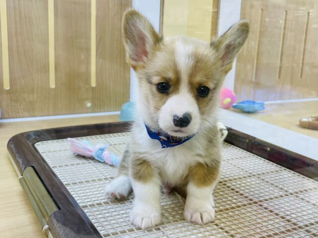 ウェルシュコーギー・ペンブローグ