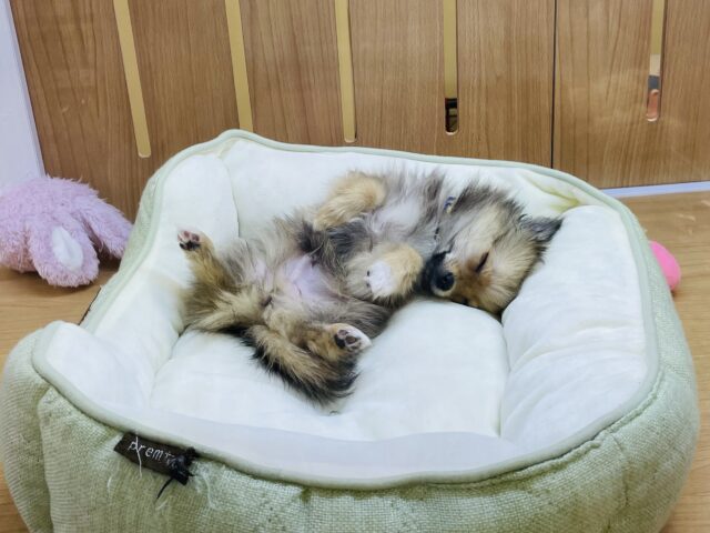 ポメチー（ポメチワ）