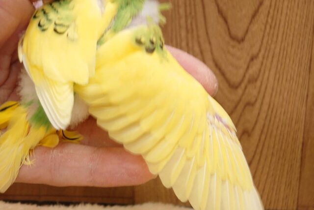 セキセイインコ