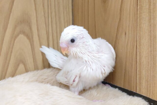【最新画像更新🪄】ひと足先に初雪感じます⛄❅*॰ॱセキセイインコ(ダブルファクター) ヒナ セキセイインコ