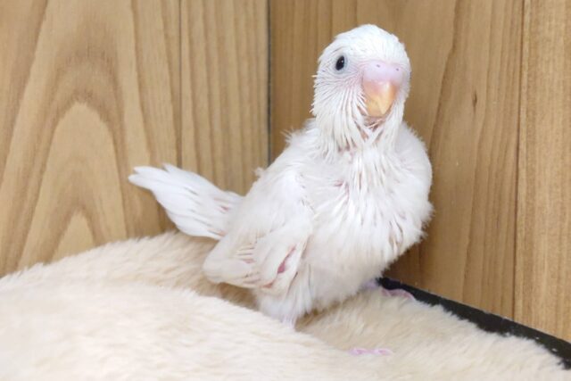 【最新画像更新🪄】ひと足先に初雪感じます⛄❅*॰ॱセキセイインコ(ダブルファクター) ヒナ セキセイインコ