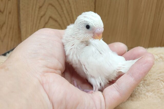 【最新画像更新🪄】ひと足先に初雪感じます⛄❅*॰ॱセキセイインコ(ダブルファクター) ヒナ セキセイインコ