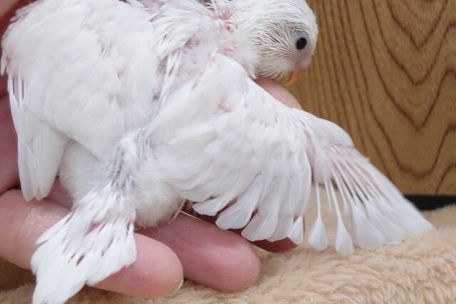 【最新画像更新🪄】ひと足先に初雪感じます⛄❅*॰ॱセキセイインコ(ダブルファクター) ヒナ セキセイインコ